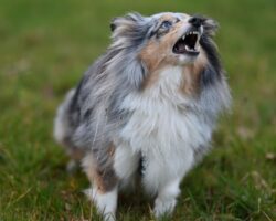 Barking Barking