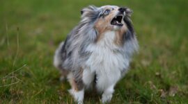 Barking